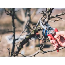 Winter Fruit & Pruning with Phil Wheal - Saturday 11th November 2023